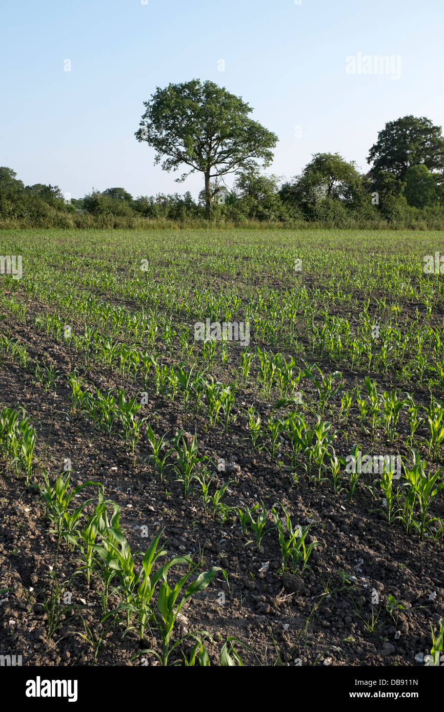 Junge Maispflanzen wachsenden Feld-Hof Stockfoto