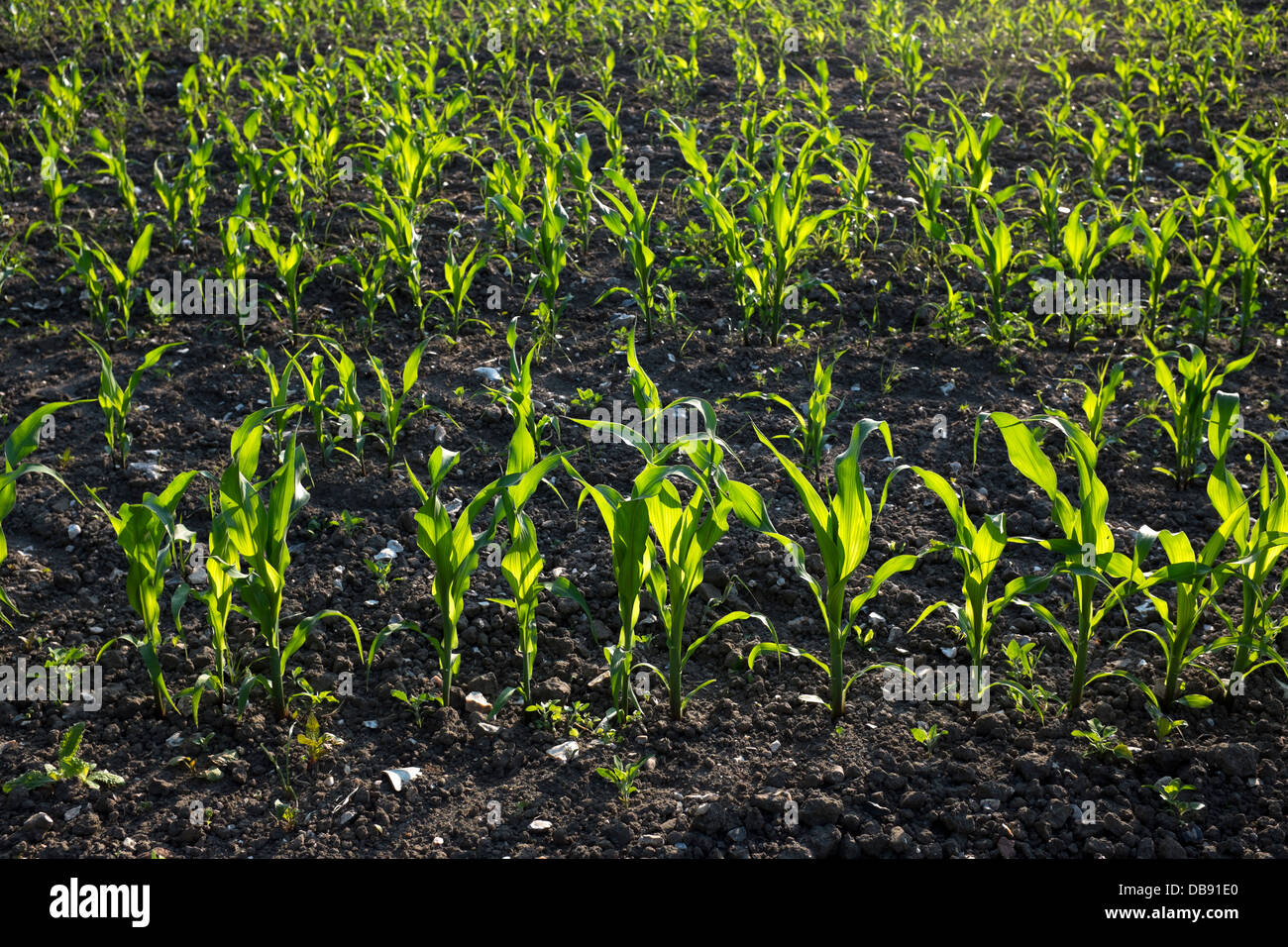 Junge Maispflanzen wachsenden Feld-Hof Stockfoto
