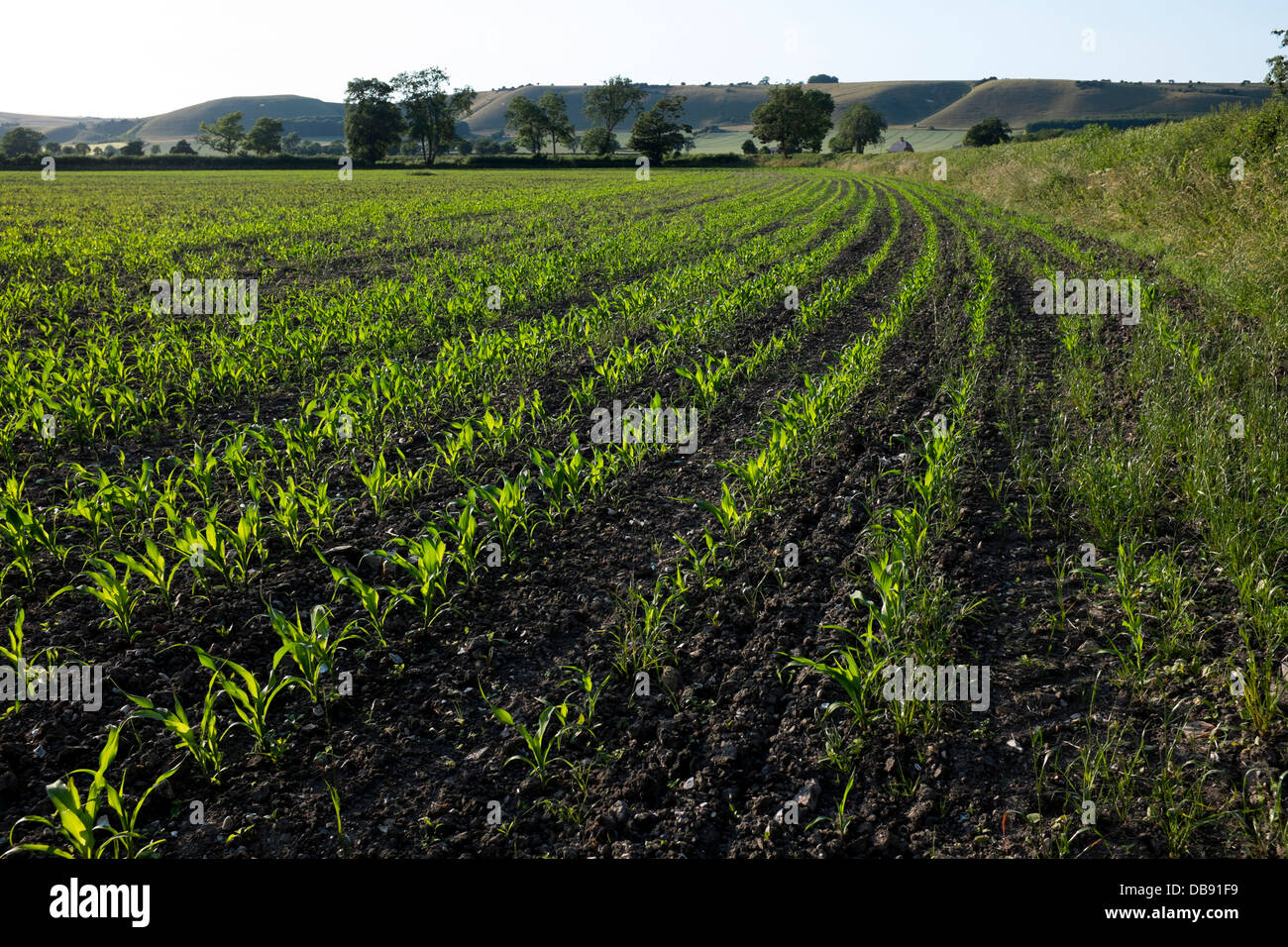 Junge Maispflanzen wachsenden Feld-Hof Stockfoto