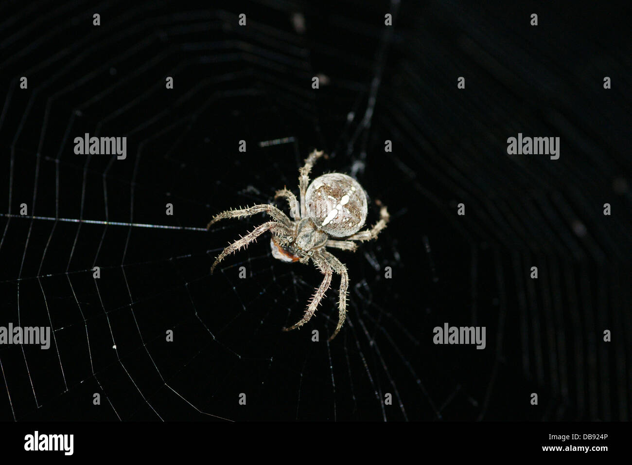 Makro-Bild der Spinne mit weißen Kreuz auf dem Rücken Stockfotografie -  Alamy