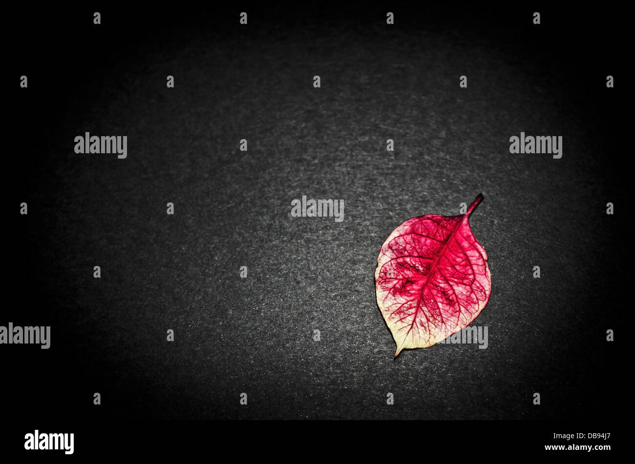 Rote Blätter und gelb auf schwarzem Hintergrund Stockfoto