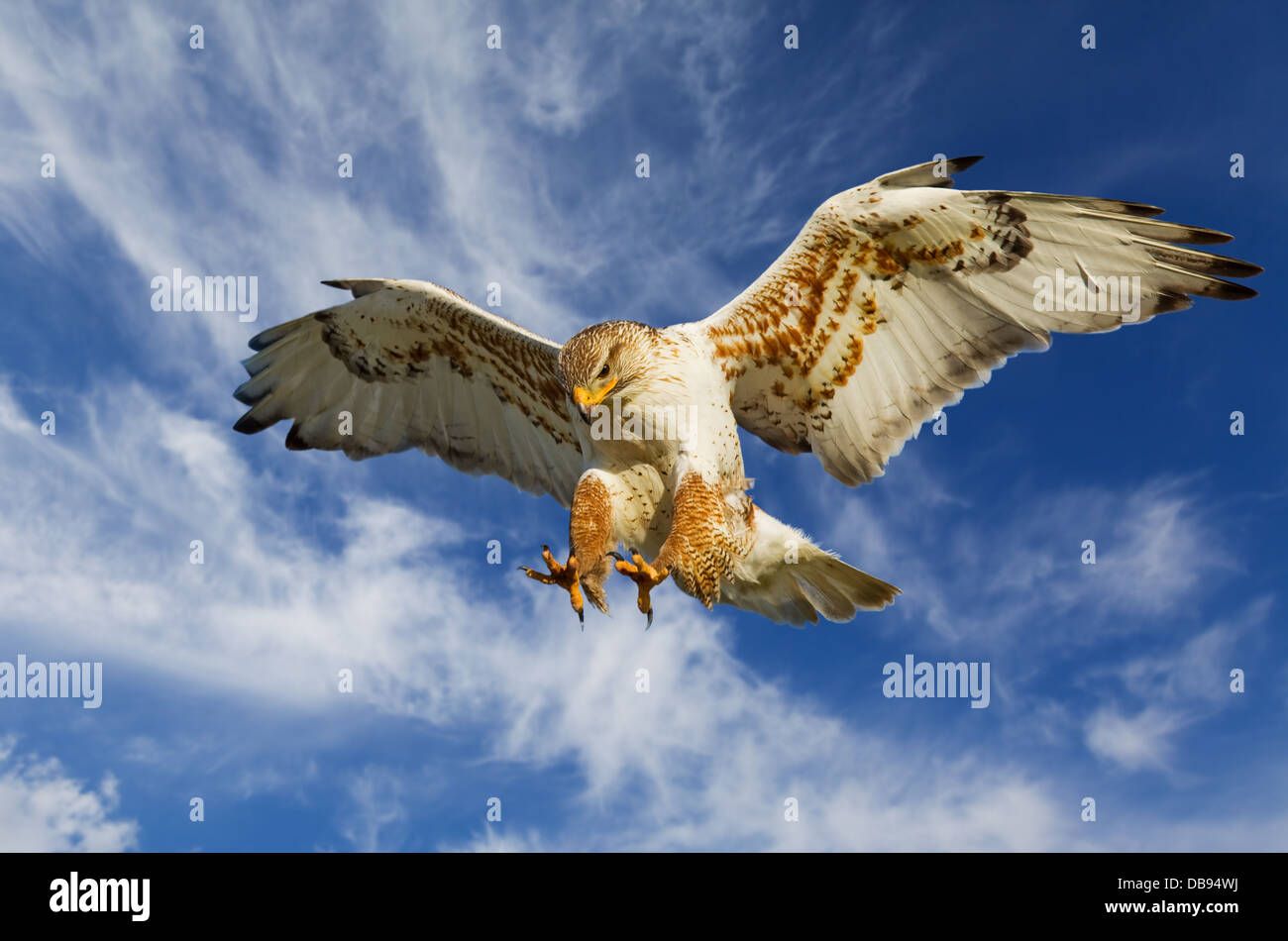 Großen eisenhaltiger Falke im Angriffsmodus mit blauem Himmel Stockfoto