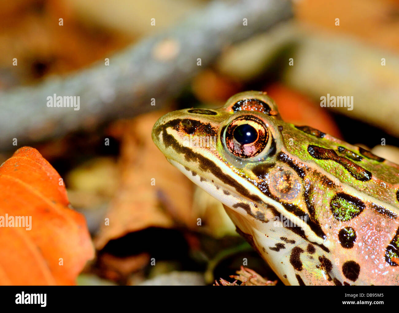 Leopard Frosch sitzt auf dem Waldboden. Stockfoto