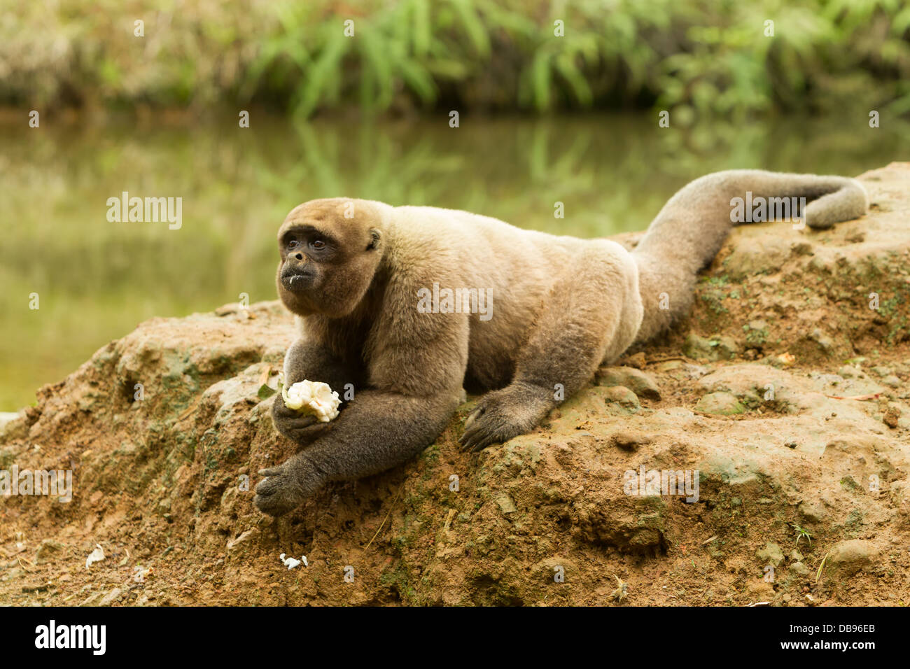 Männliche Wollaffen in der Wildnis Stockfoto