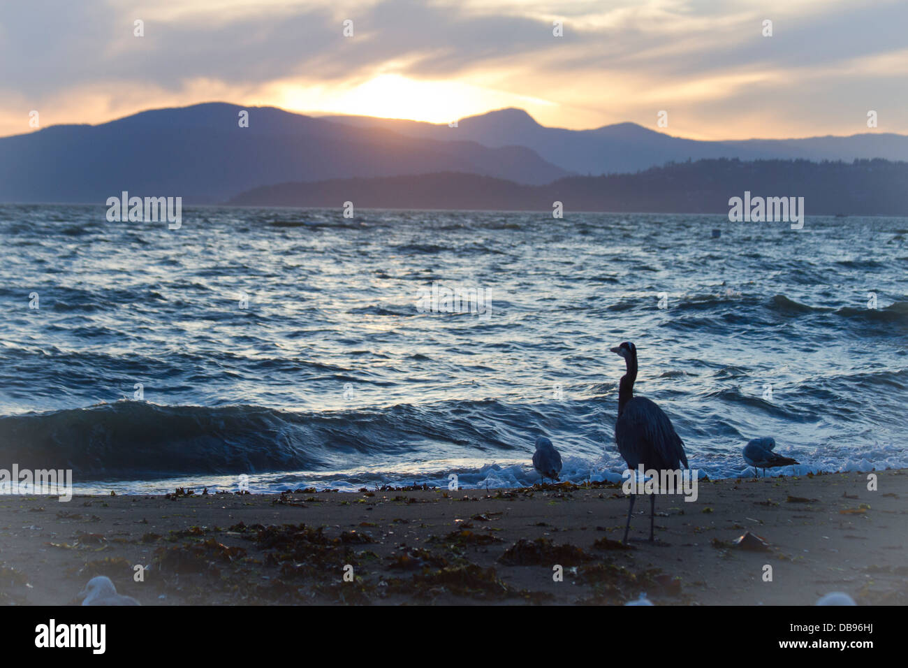 Sonnenuntergang mit Great Blue Heron in Englisch Bay Beach, Vancouver, Stockfoto