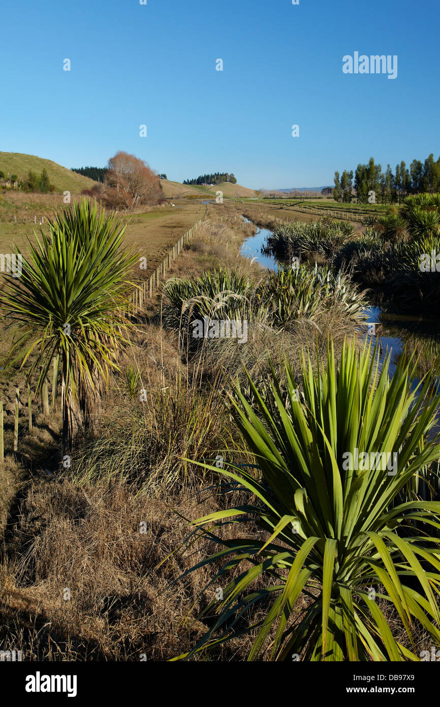 Entwässerungsrinne und bepflanzten riparian Streifen Taieri Plains, in der Nähe von Dunedin, Südinsel, Neuseeland Stockfoto