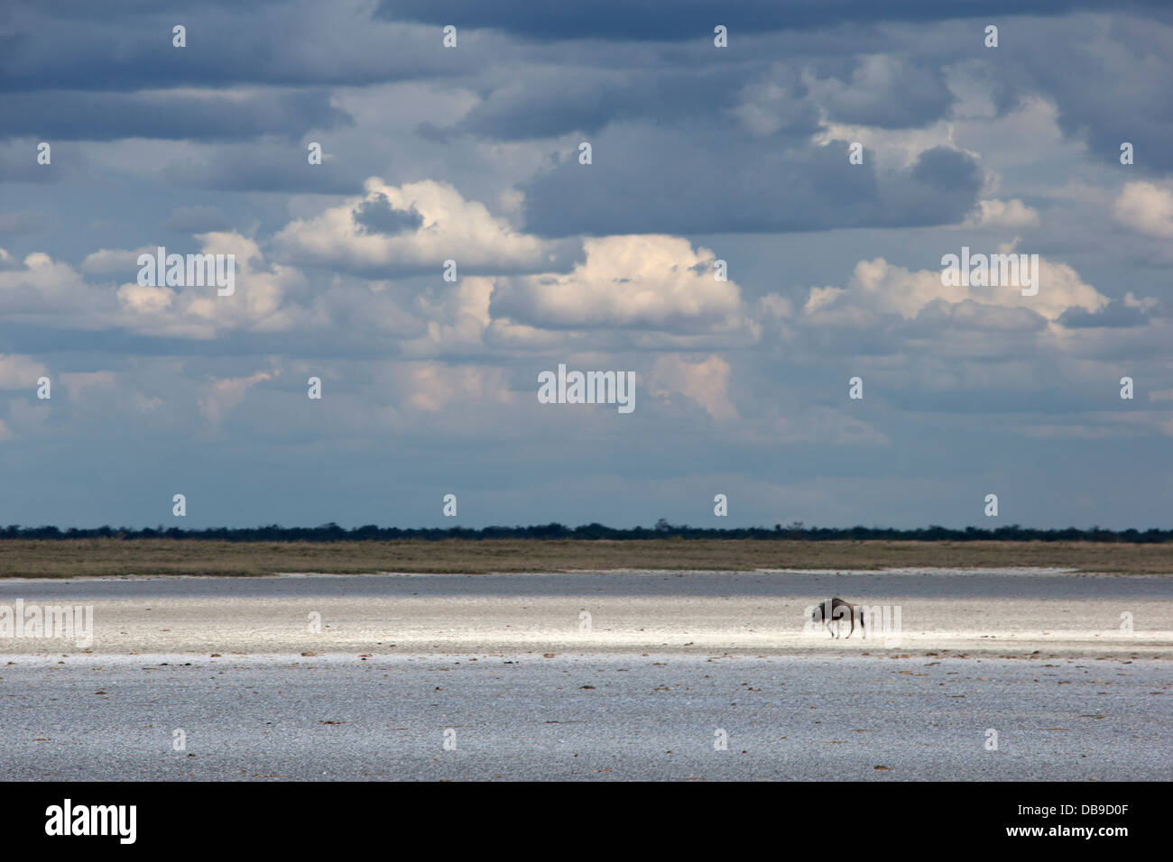 Gnus auf der Makgadikgadi Salinen Stockfoto