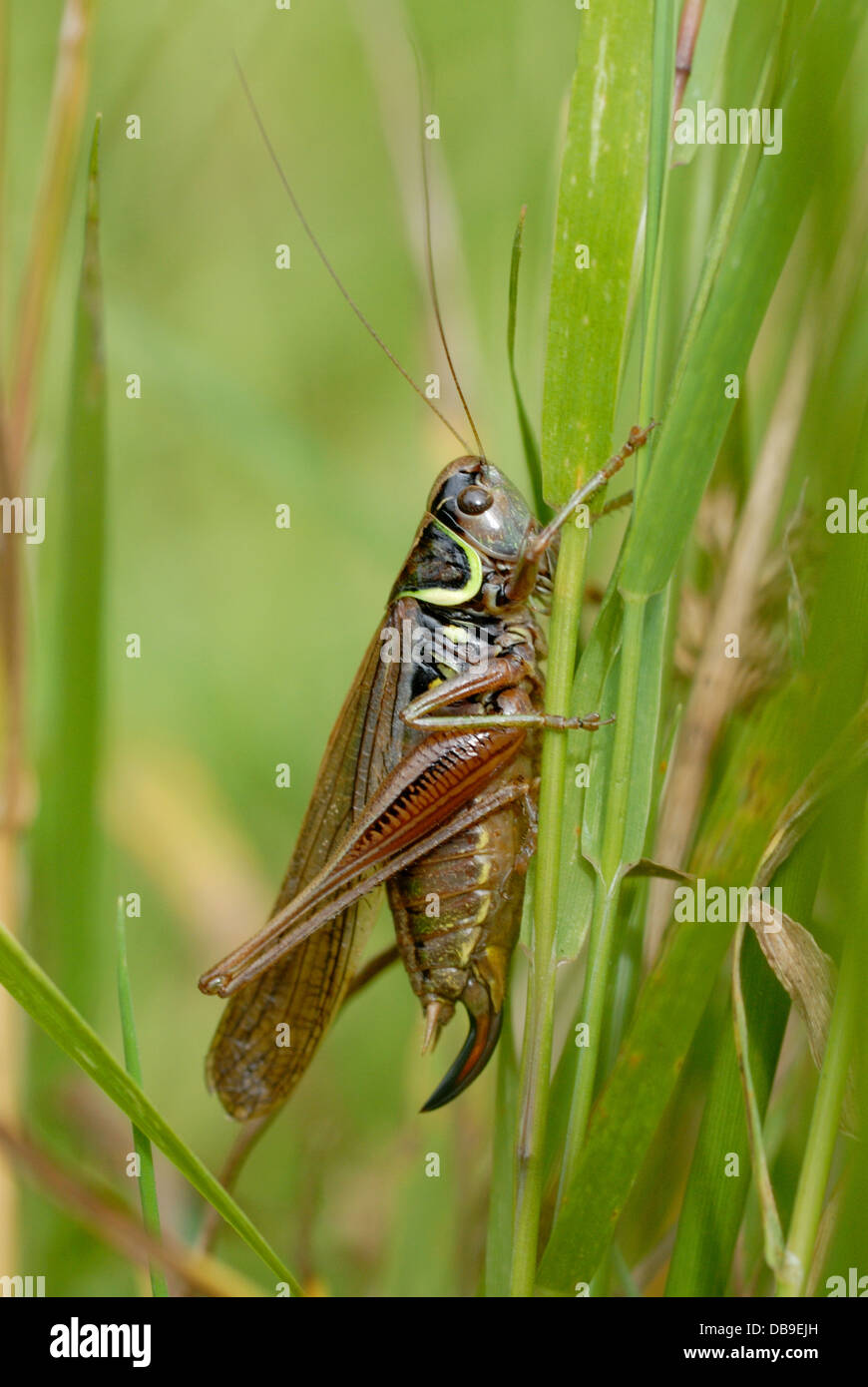 Rösel von Bush Cricket (Metrioptera Roeseli) auf eine englische Heide Stockfoto
