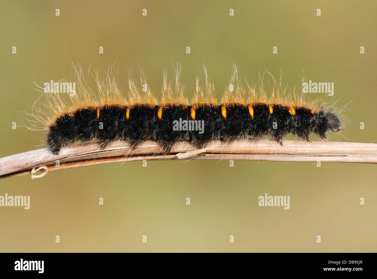 Fox Moth Caterpillar (Macrothylacia Rubi) auf und Englisch Heide Stockfoto