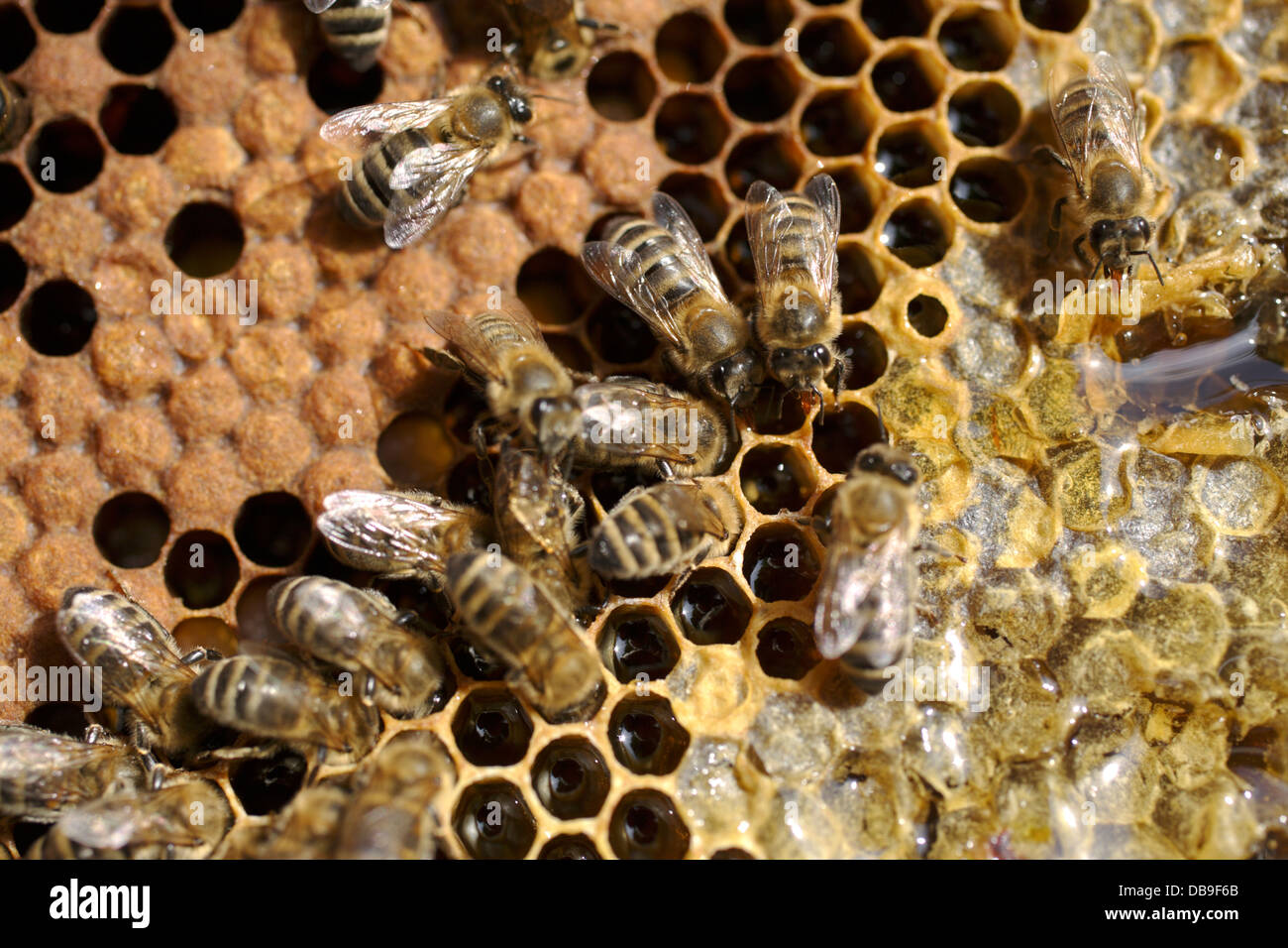 teilweise begrenzt Waben mit Bienen Stockfoto