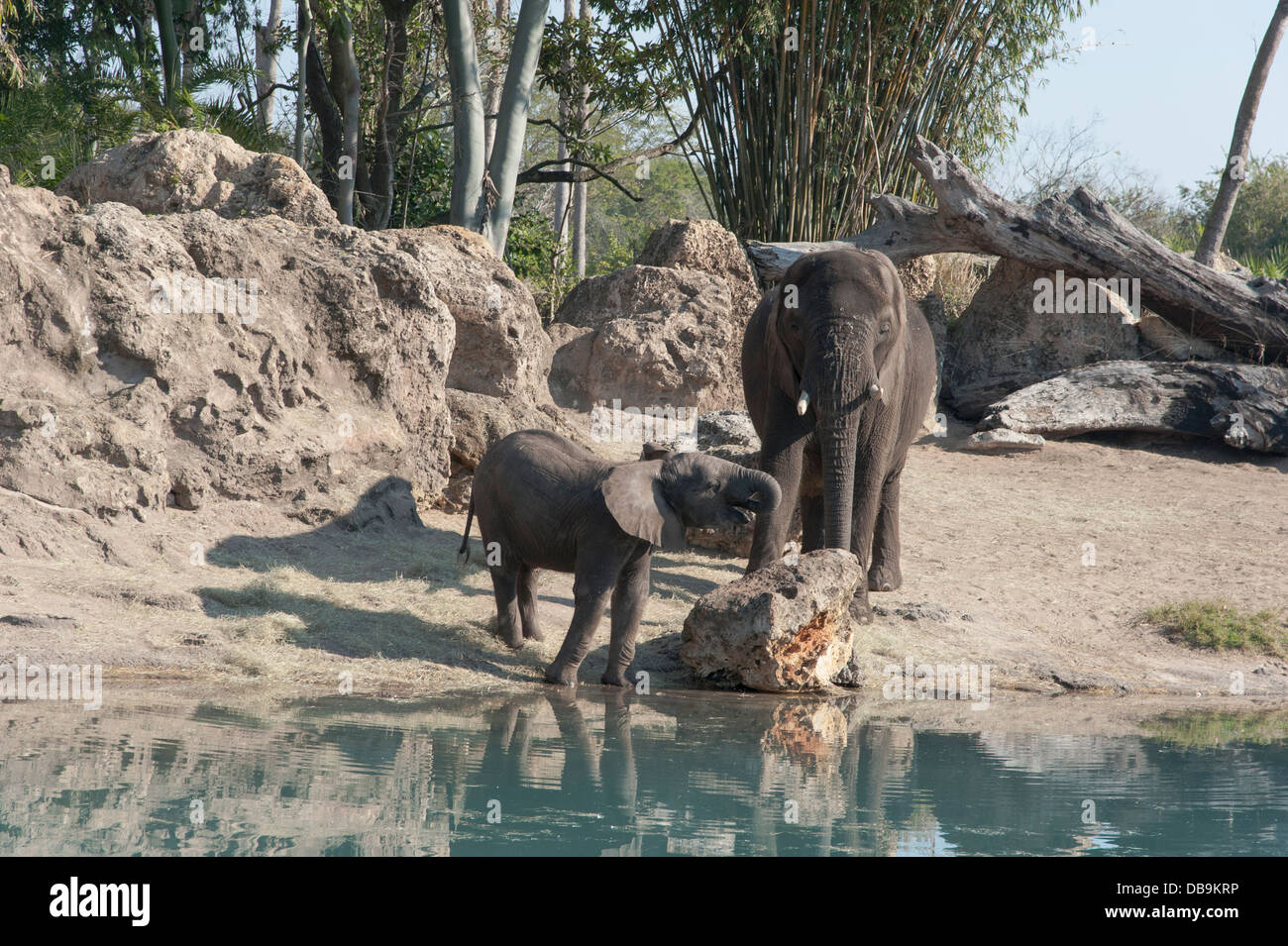 Mutter und Baby Elefanten am Wasserloch, Disneys Animal Kingdom im Walt Disney World Resort, Orlando, Florida Stockfoto