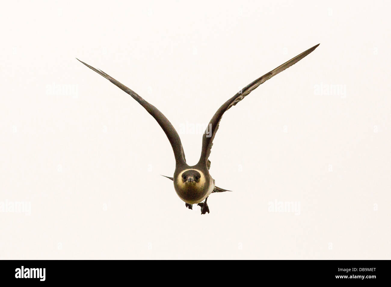 Ein arktisches Skua oder parasitäre Jaeger (Stercorarius Parasiticus) Angriff auf einen Eindringling in der Nähe von seinem Nest in Longyearbyen, Svalbard. Stockfoto