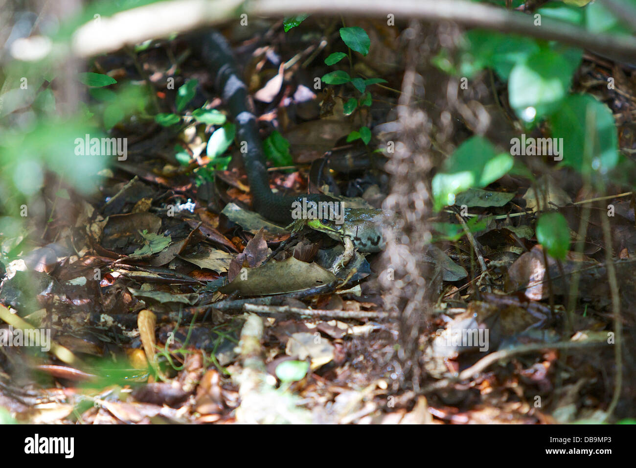 Black Racer Schlange mit kürzlich Gefangenen Frosch, Audubon Swamp Garden, Charleston, South Carolina Stockfoto