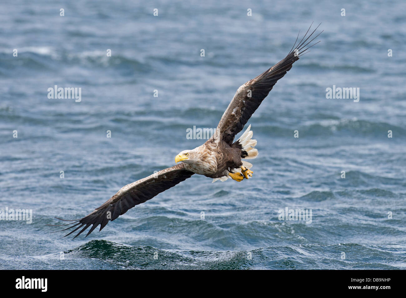 White-tailed Seeadler (Haliaetus Horste), Isle of Mull, Schottland, Vereinigtes Königreich Stockfoto