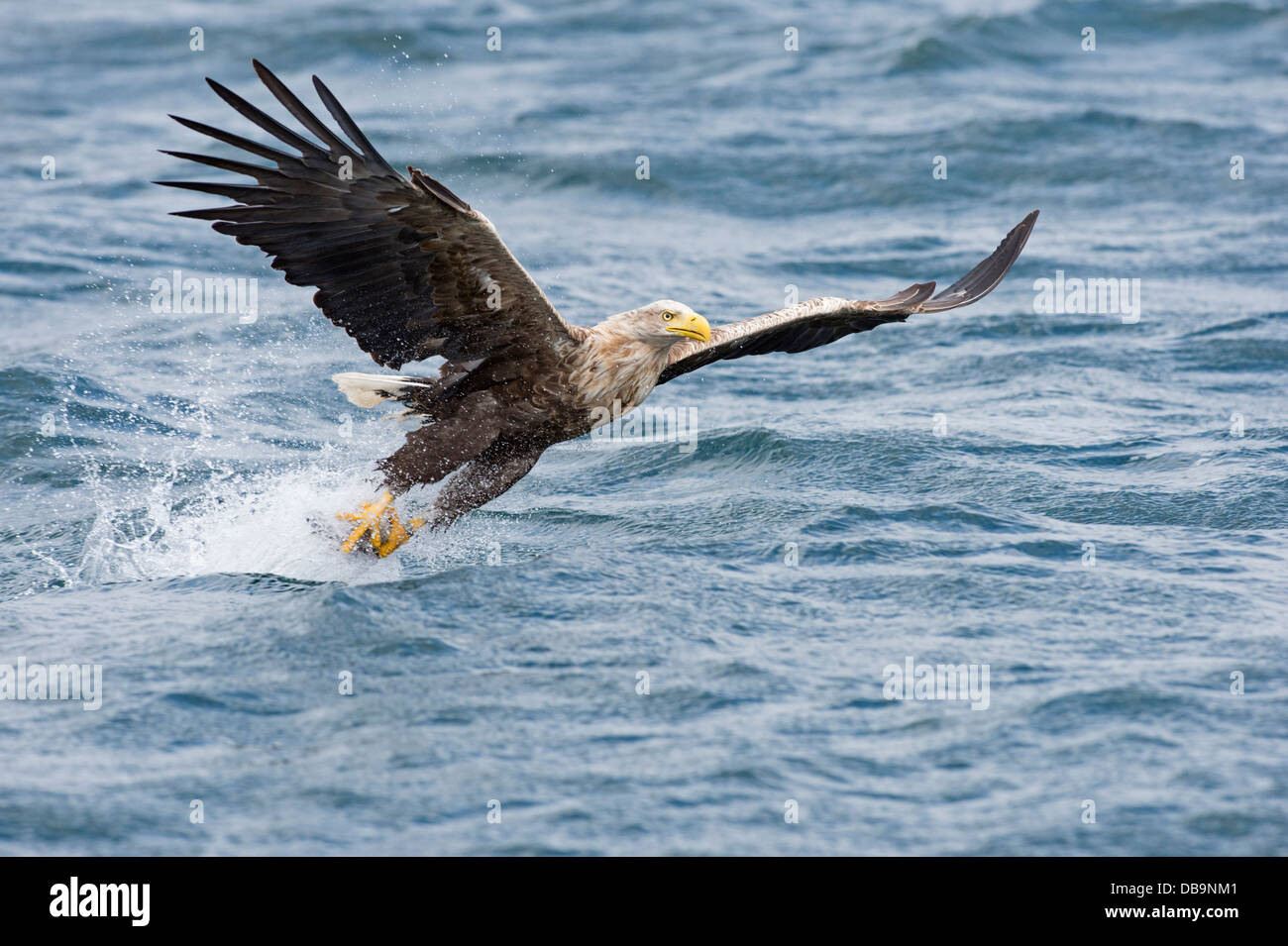 White-tailed Seeadler (Haliaetus Horste), Isle of Mull, Schottland, Vereinigtes Königreich Stockfoto