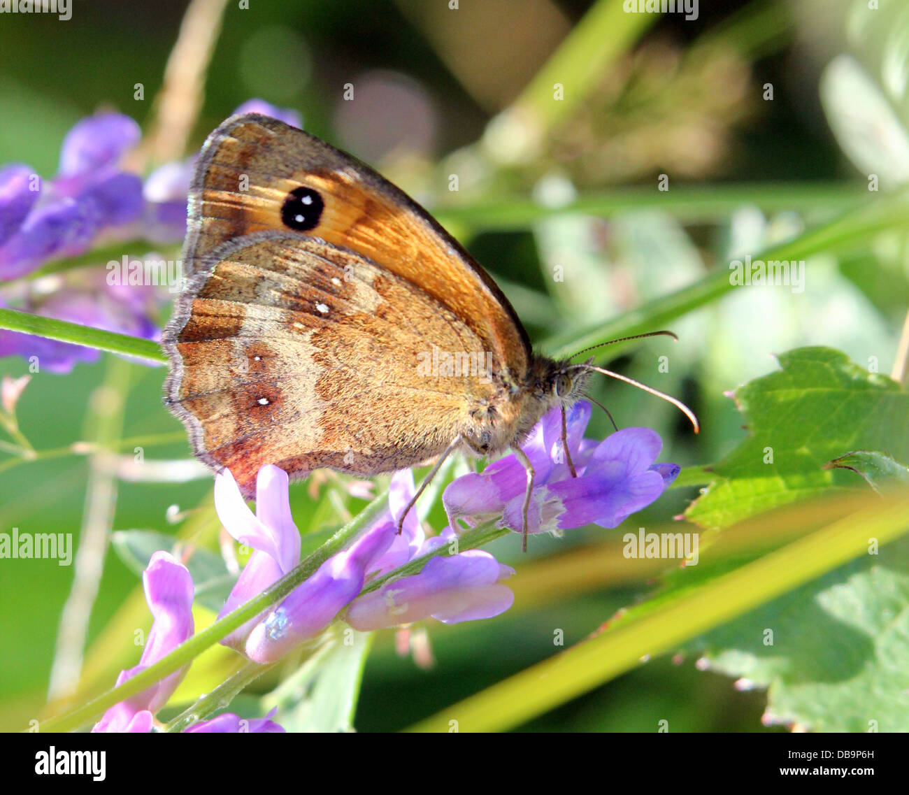 Makro von einem Gatekeeper oder Hecke braun Schmetterling (Pyronia Tithonus) auf Nahrungssuche auf einer Blume Stockfoto