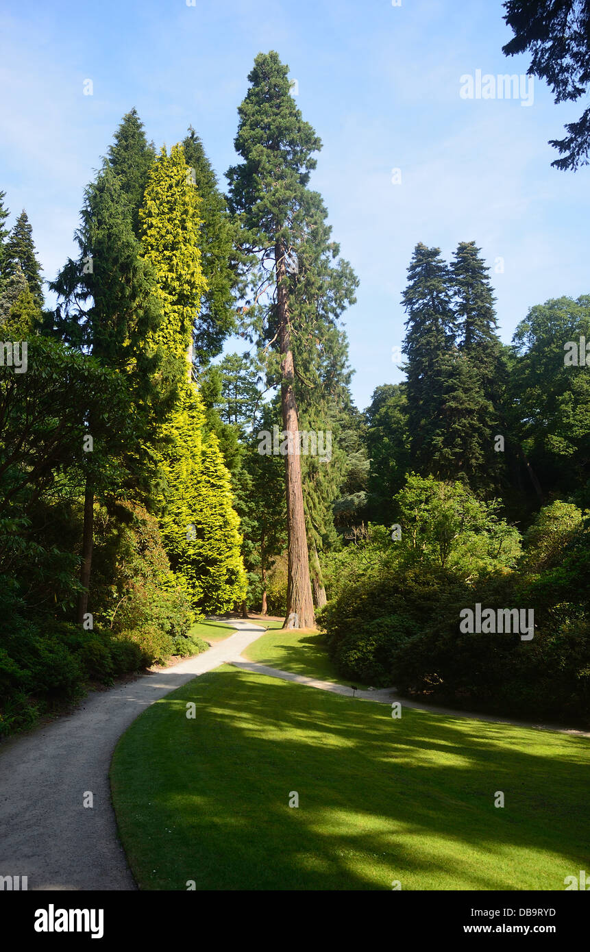 Riesigen Redwood-Baum Stockfoto