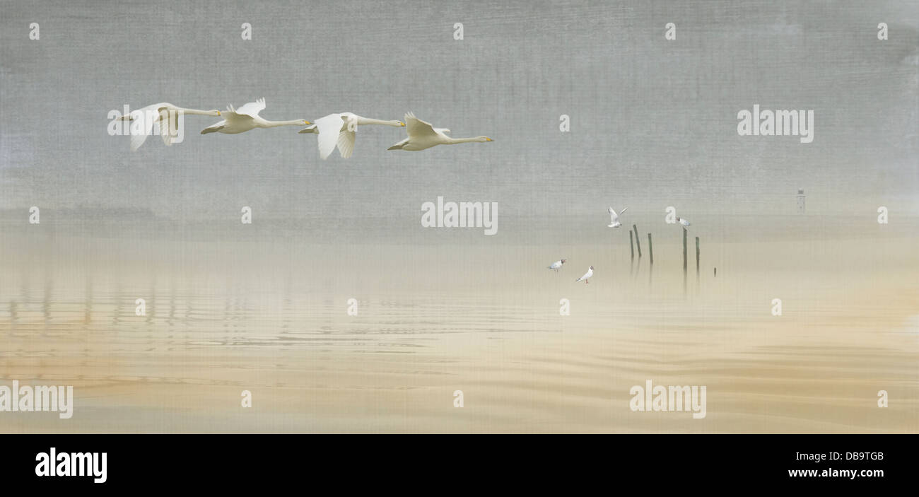 Homeward Bound - eine Familie von Singschwänen fliegen über der Küste über den Beginn eines Eigenheims Migration. Ein Fantasy-composite-Bild Stockfoto