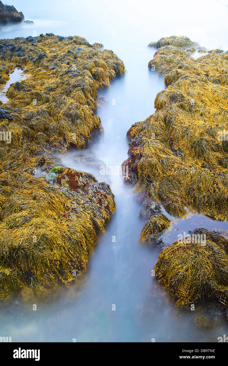 Grüne Algen an der Küste von Island Stockfoto