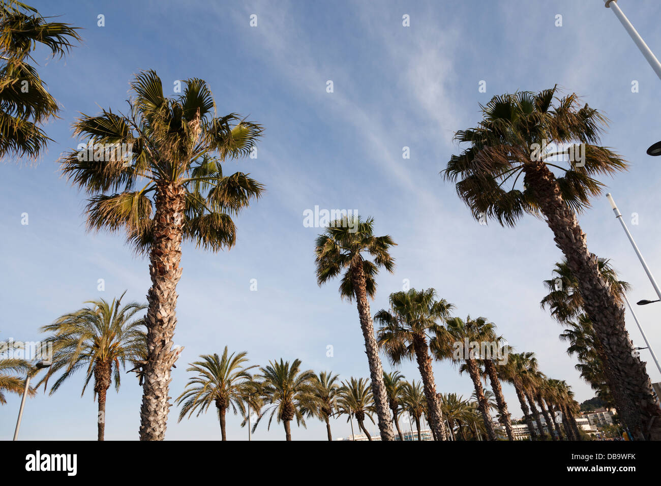 blickte zu Reihen von Kiefern gegen blauen Himmel Stockfoto