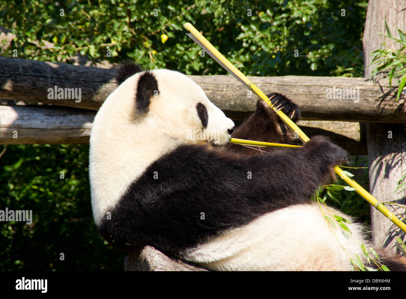 Entspannte Riesenpanda essen frischen Bambus Stockfoto