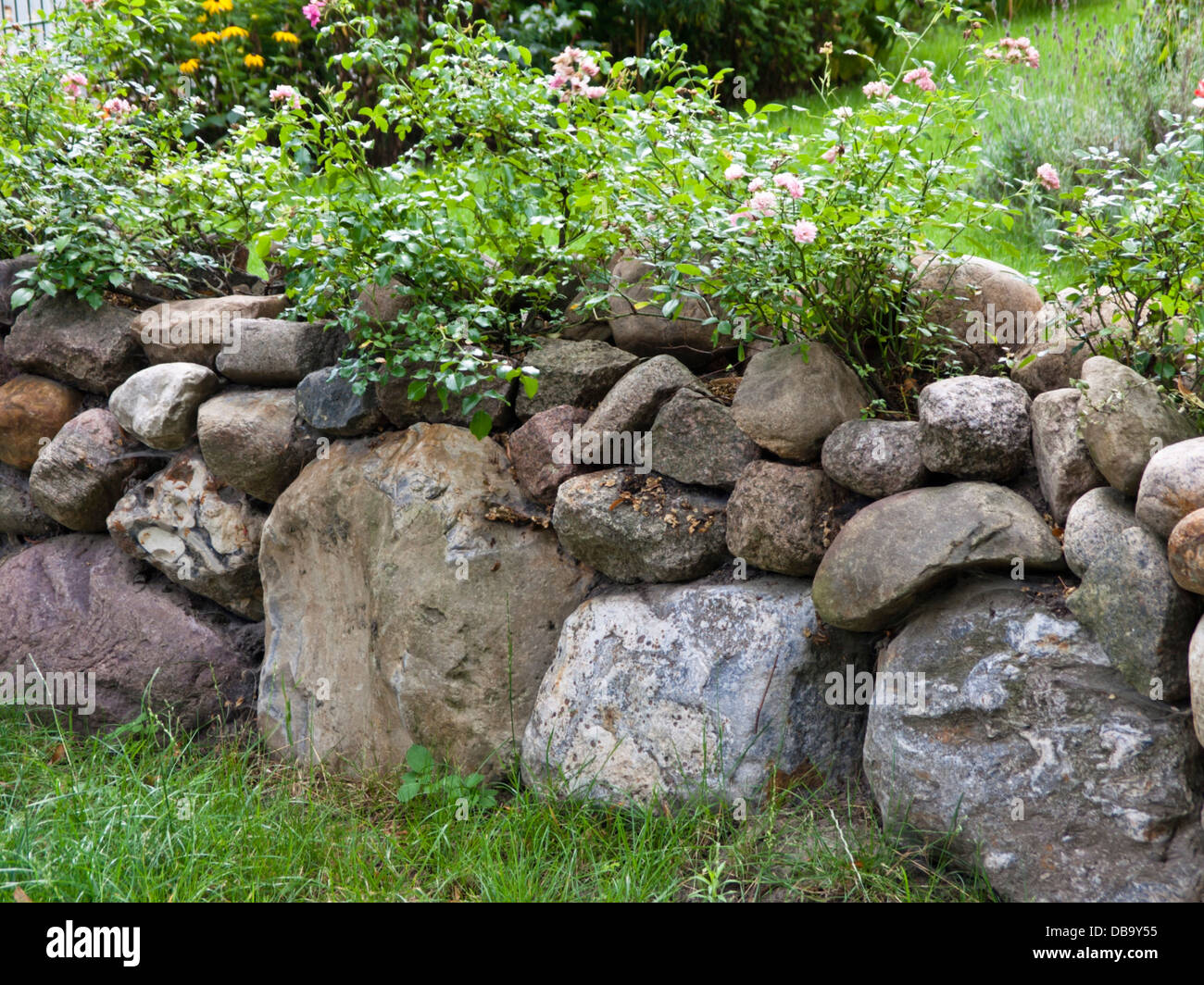 Rosen (Rosa) ein kopfsteinpflaster Wand Stockfoto