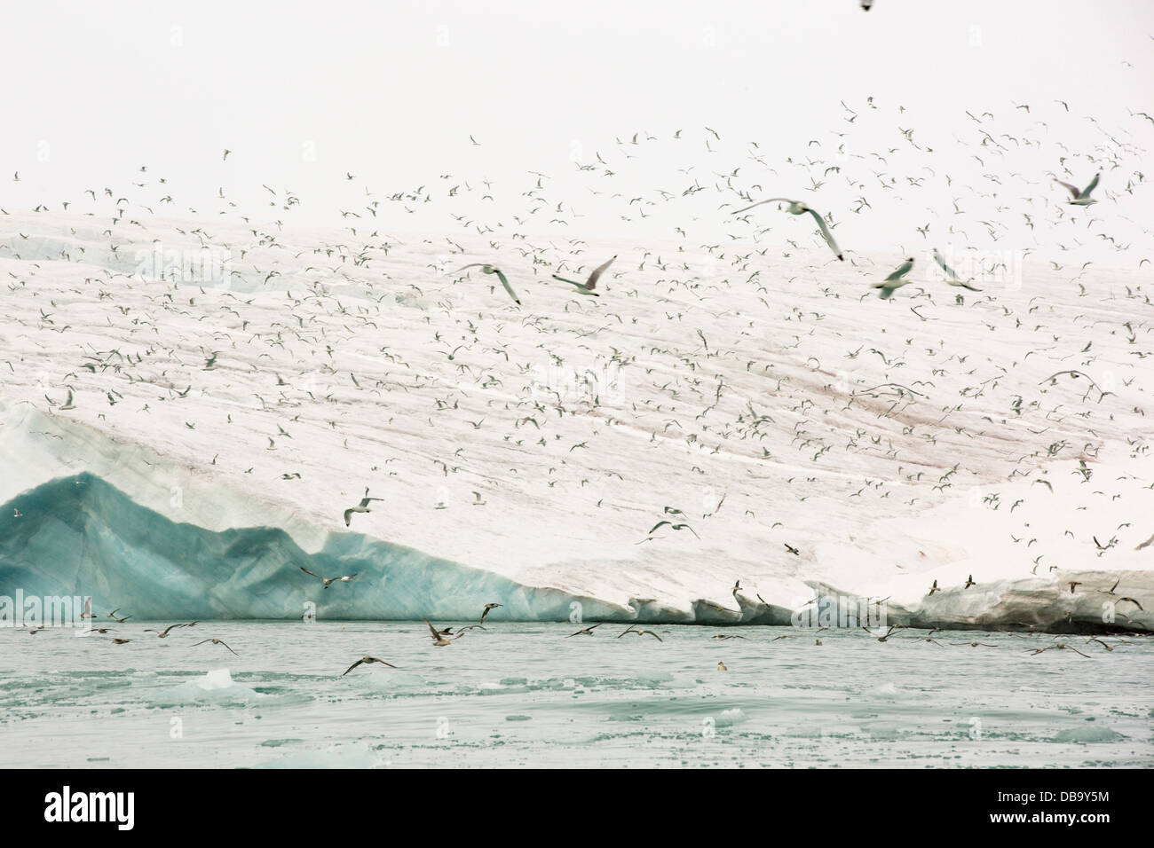 Schwarz-Legged Kittiwake (Rissa Tridactyla) und Northern Fulmar (Fulmarus Cyclopoida) Fütterung in Upwelling Nährstoff reiche Wasser auf das Gesicht eines Gletschers im nördlichen Svalbard in der Hocharktis. Stockfoto