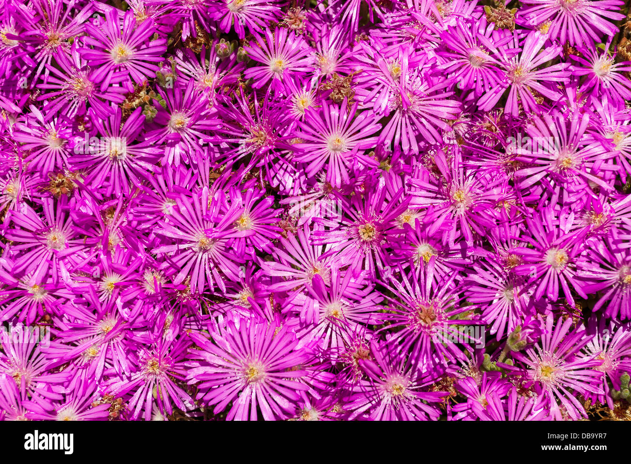 Rosa Blume Bett closeup Stockfoto