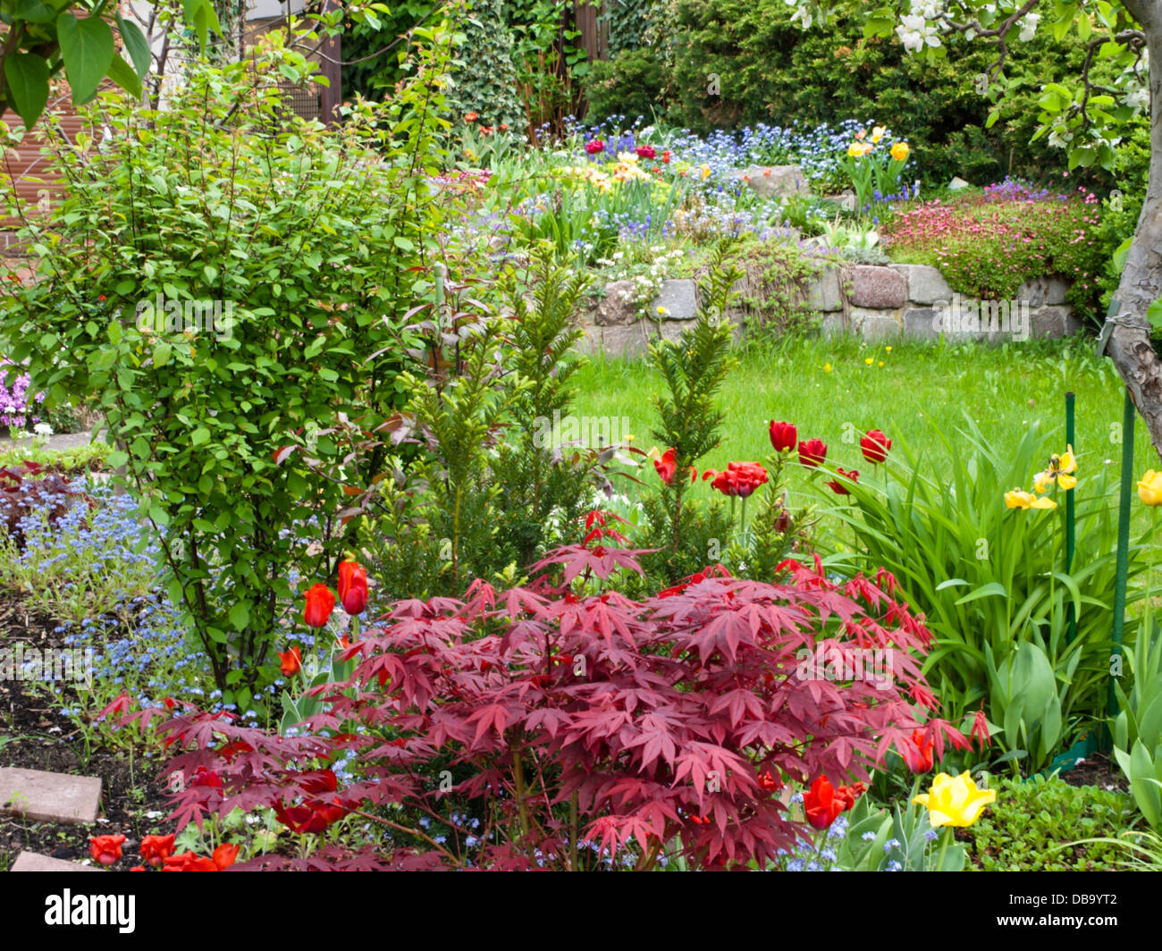 Vergissmeinnicht (myosotis), Japanischer Ahorn (Acer palmatum 'atropurpureum') und Tulpen (Tulipa) in einem schrebergarten Stockfoto