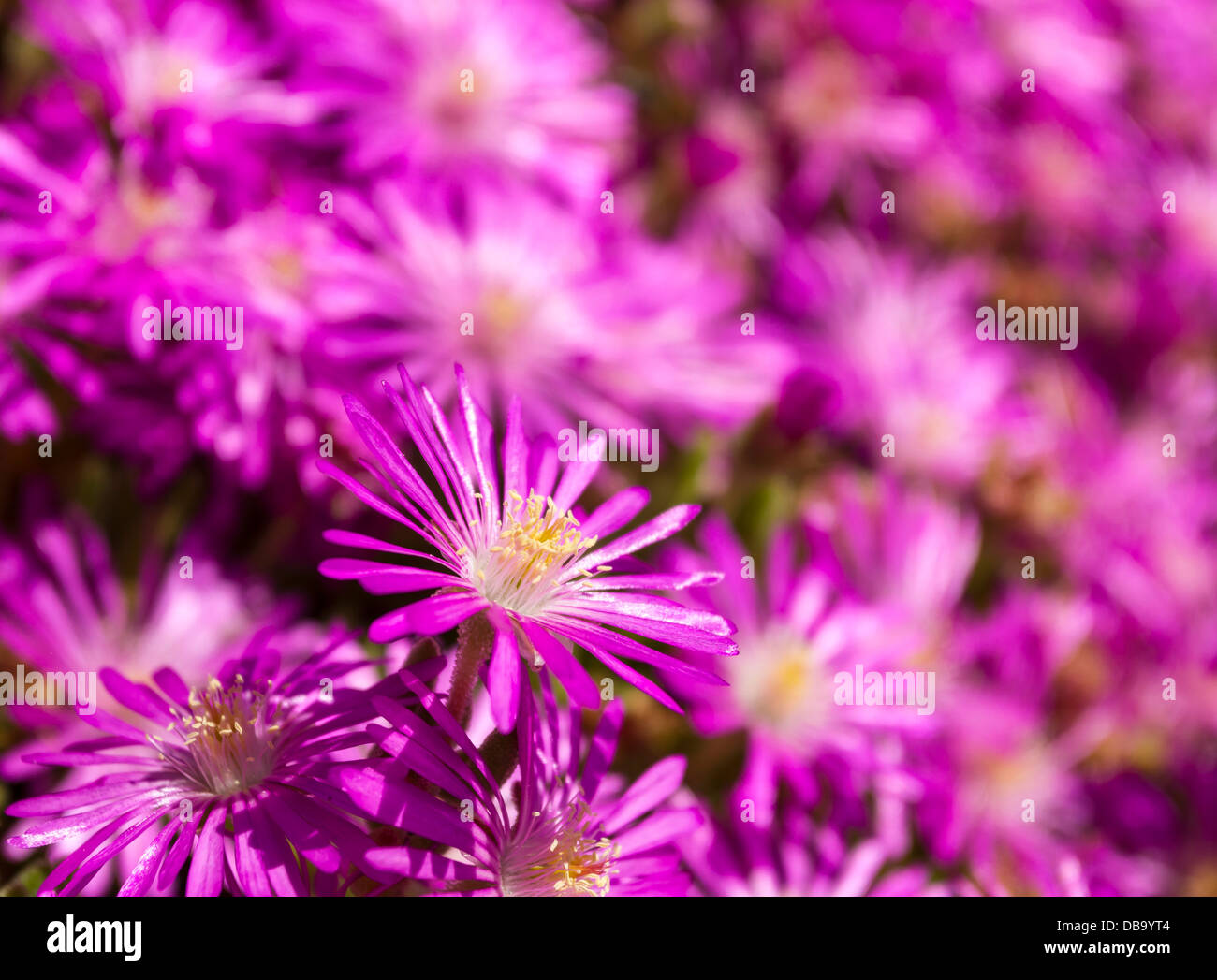 Rosa Blume Bett Closeup, geringe Schärfentiefe Stockfoto