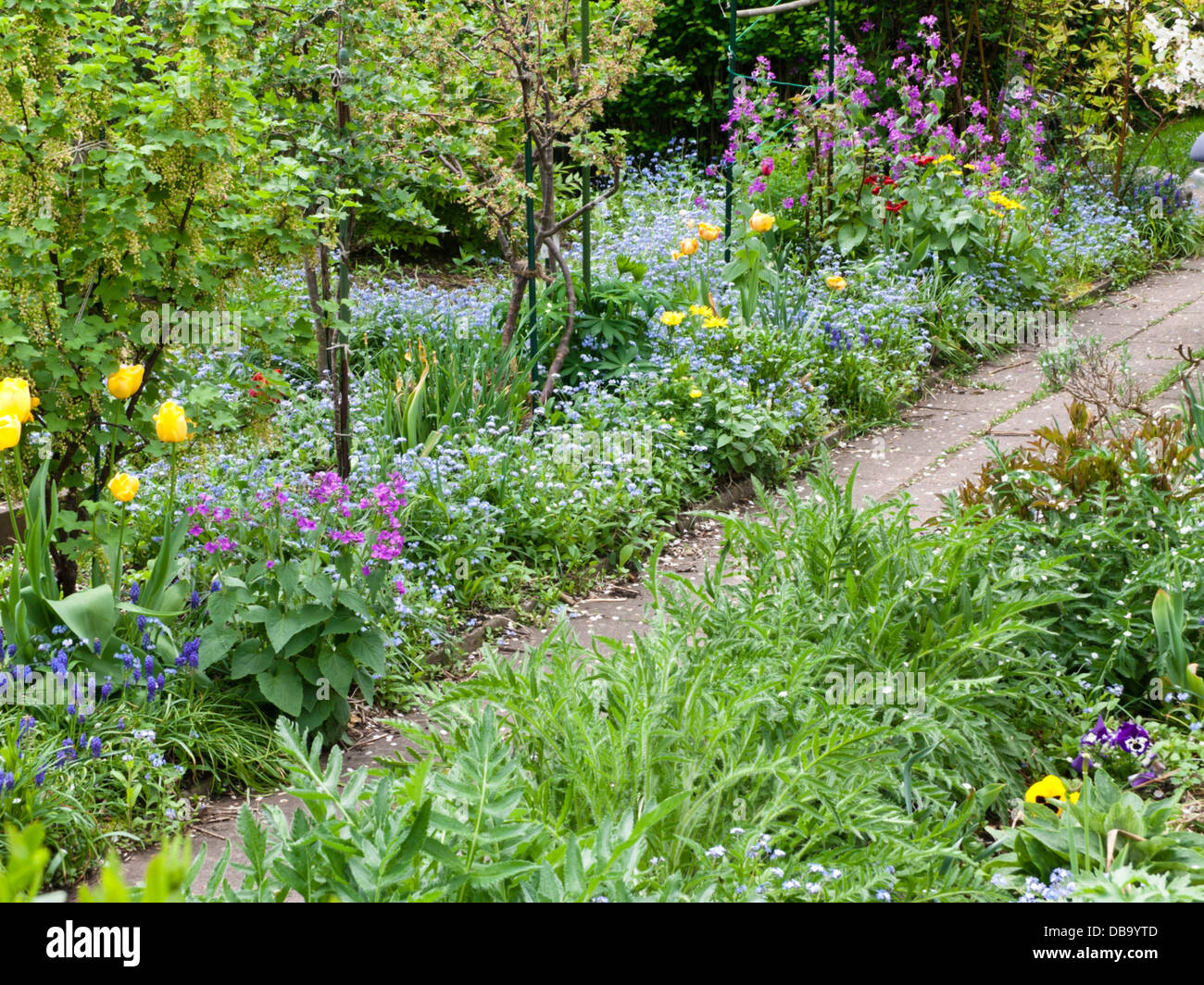 Vergissmeinnicht (myosotis), Ehrlichkeit (Lunaria) und Tulpen (Tulipa) Stockfoto