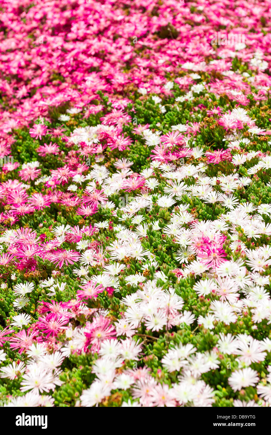 Bunte Blumen Bett closeup Stockfoto