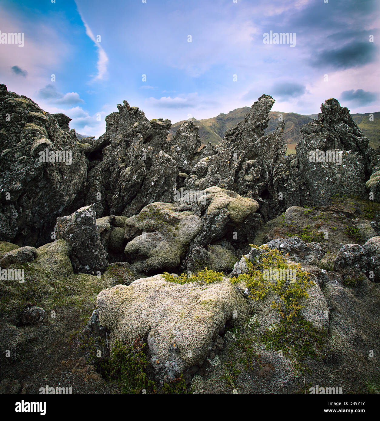 Lavafeld in Island Vulkanlandschaft schwarzem Basaltfelsen mit Moos bedeckt Stockfoto