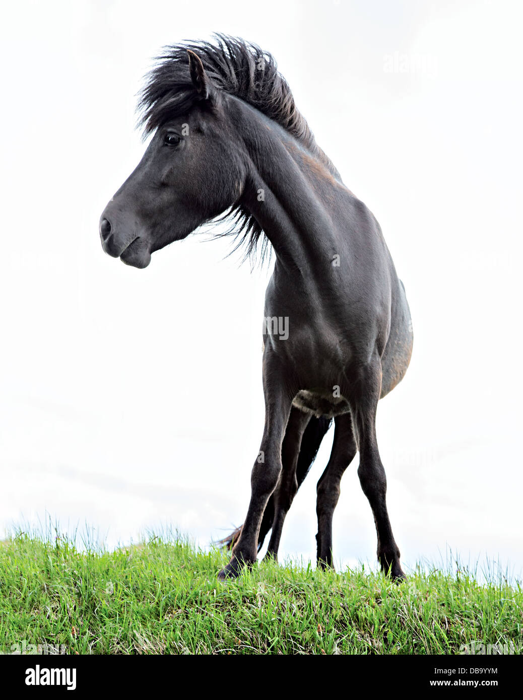 Isländische Pferd oder Pony schöne schwarze Tier stehen auf grünen Rasen diese Rasse lebt nur in Island Stockfoto