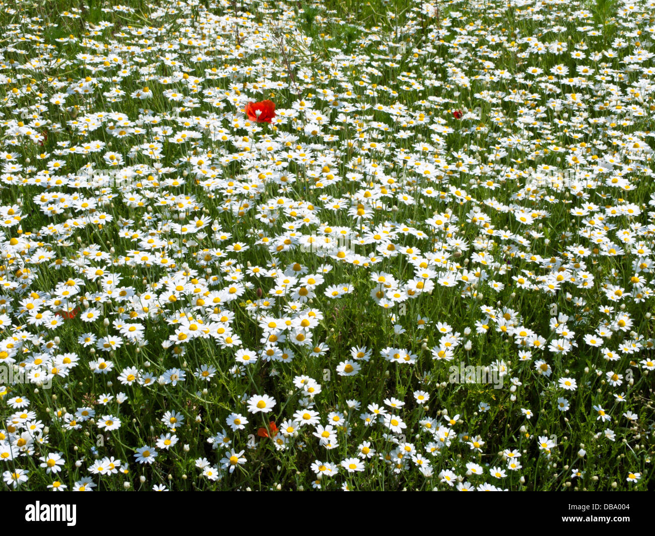 Corn chamomile (anthemis arvensis) und Mais Mohn (Papaver rhoeas) Stockfoto