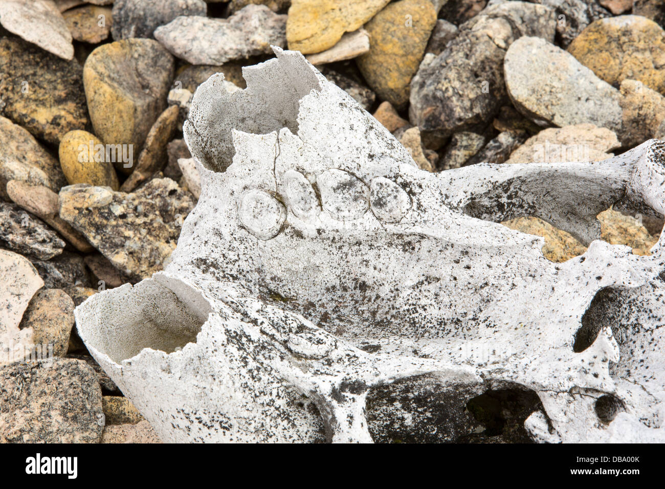 Am alten Walross Schädel auf einem erhöhten Strand bei Vibebukta 79 ° 22 ' 22 n ° 36' e, Nordaustlandet, Spitzbergen, Svalbard. Stockfoto