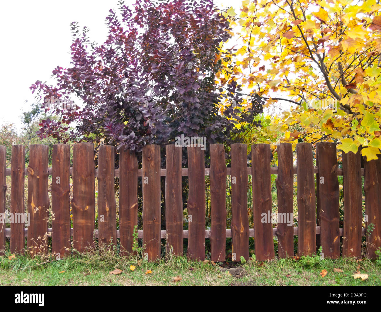 Eurasischen Smoke Tree (cotinus coggygria) und amerikanische Tulpenbaum (Liriodendron tulipifera) an einem Holzzaun Stockfoto