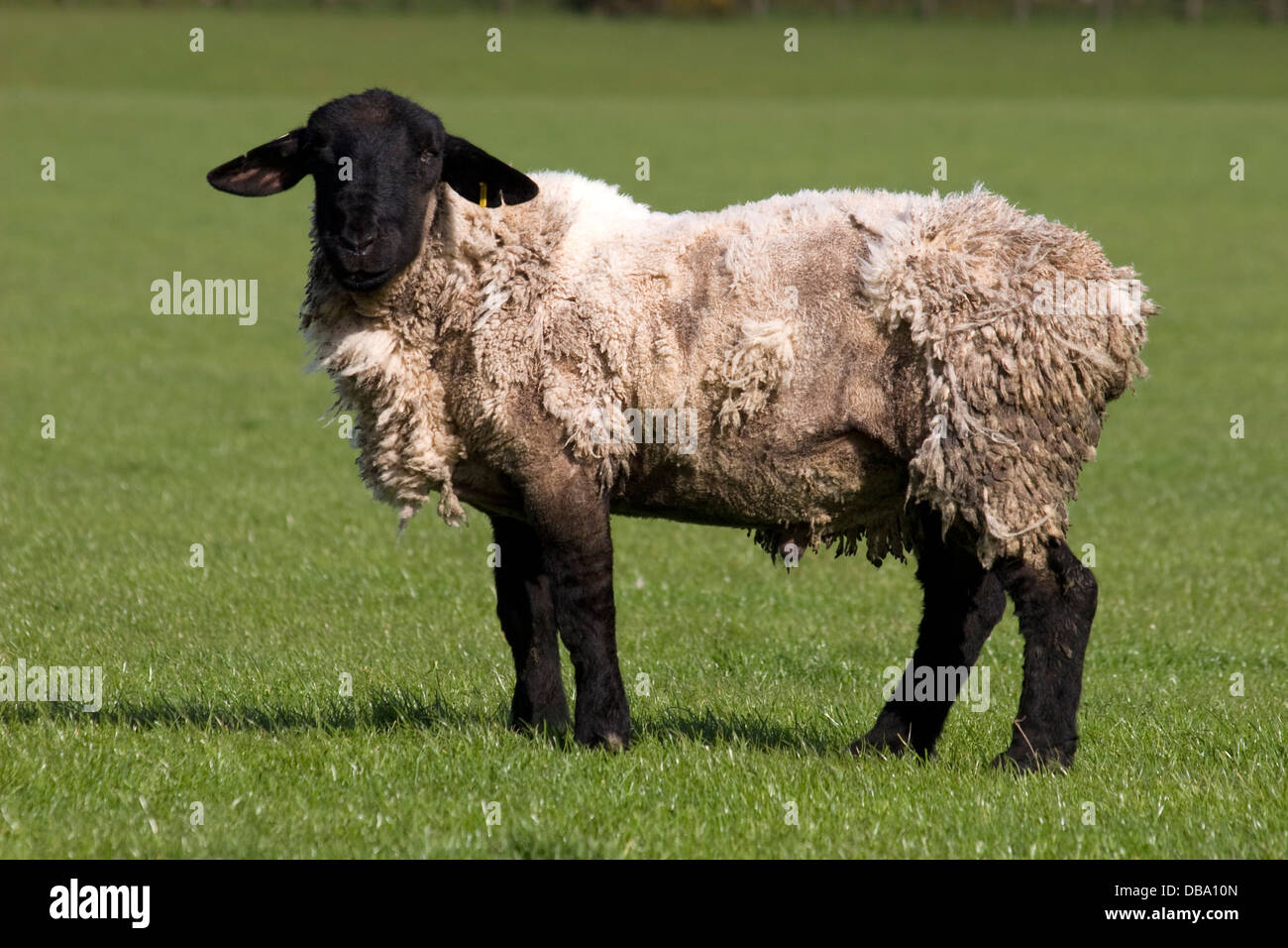 schwarze Schafe Mauser, Dumfries & Galloway, Schottland konfrontiert Stockfoto