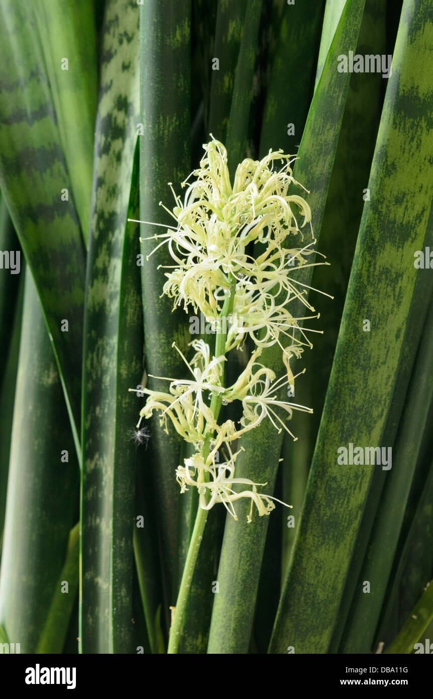 Sansevieria sansevieria blte -Fotos und -Bildmaterial in hoher Auflsung   Alamy