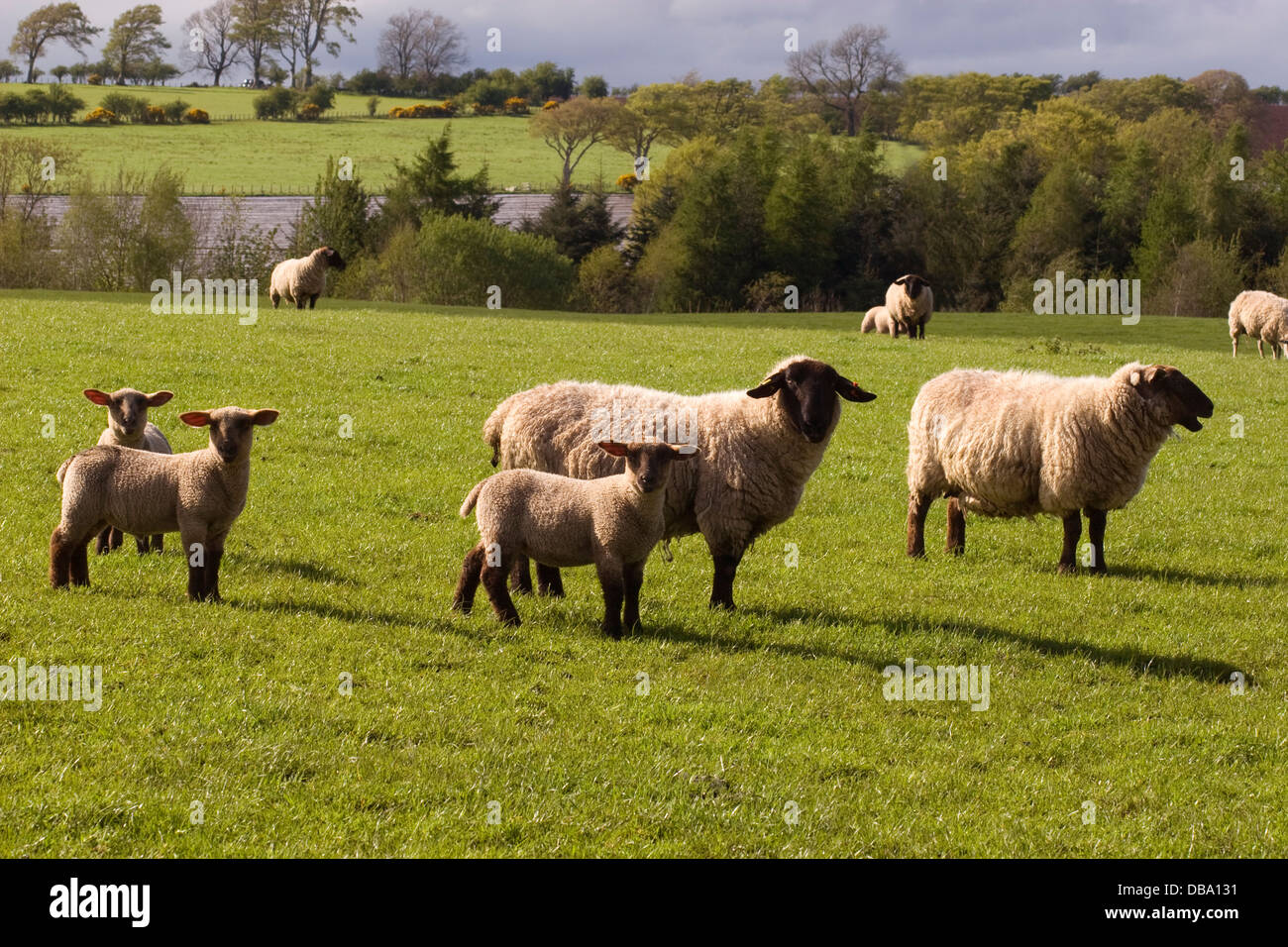 seltene Rasse schwarz konfrontiert, Schafe und Lämmer Weiden bei Dalton, Dumfries & Galloway, Schottland Stockfoto