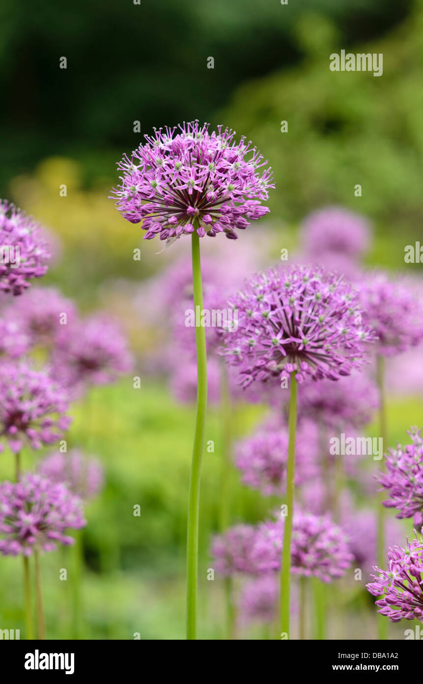 Persische Schalotte (Allium Stipitatum) Stockfoto