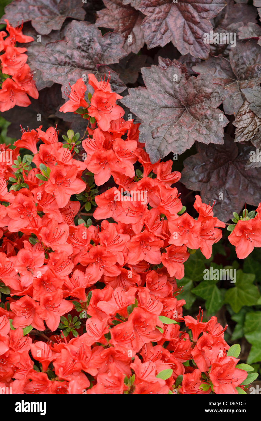 Japanische Azalee (Rhododendron obtusum 'hino-x Crimson") und Fugendüse alumroot (Heuchera micrantha 'Palace purple') Stockfoto Japanische Azalee (Rhododendron obtusum 'hino-x Crimson") und Fugendüse alumroot (Heuchera micrantha 'Palace purple') Stockfoto