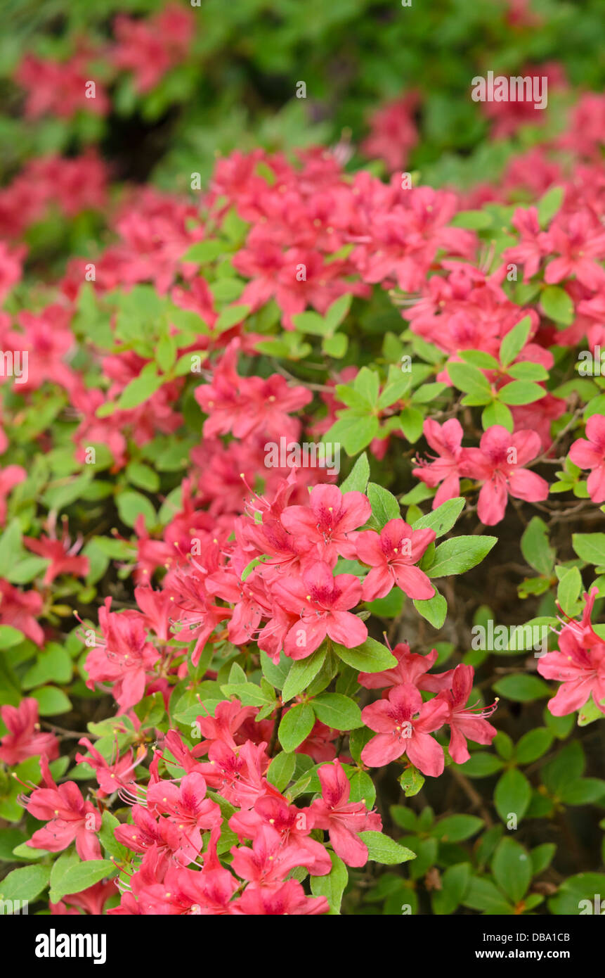 Kaempfer Azalee (Rhododendron kaempferi' lachsrosa' Stockfotografie - Alamy