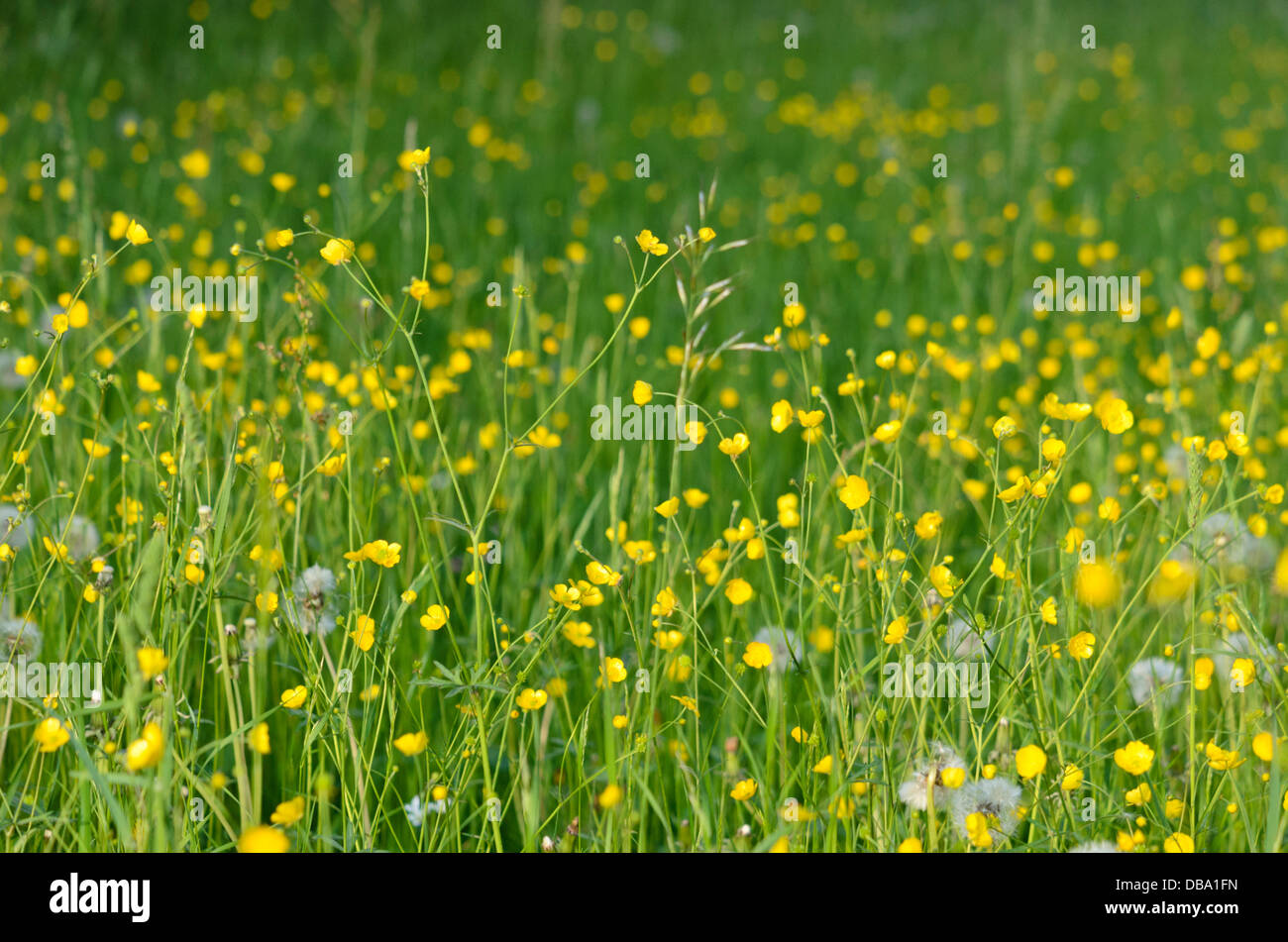 Wiese Hahnenfuß (Ranunculus acris) Stockfoto