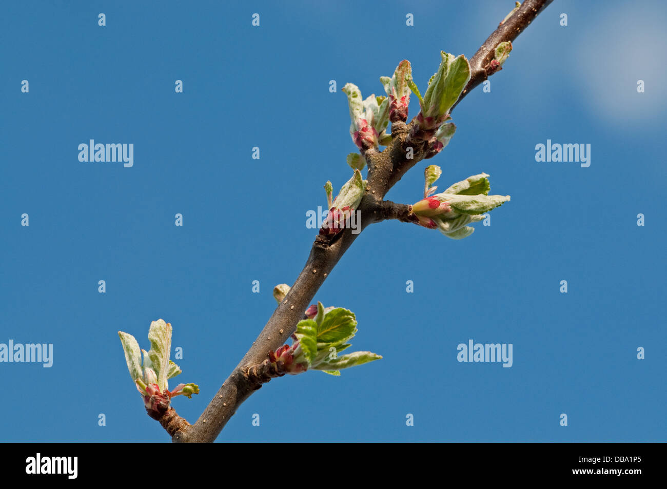 Apple Tree Blattknospen Stockfoto