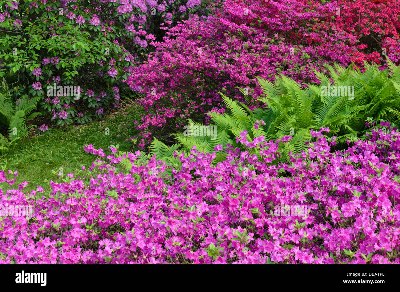 Azaleen (Rhododendron) und Strauß Farn (Matteuccia struthiopteris) Stockfoto