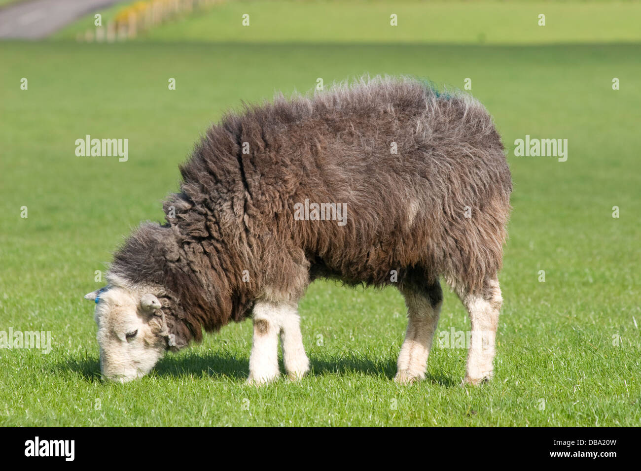 Herdwick Schafe grasen auf Dalton, Dumfries & Galloway, Schottland Stockfoto