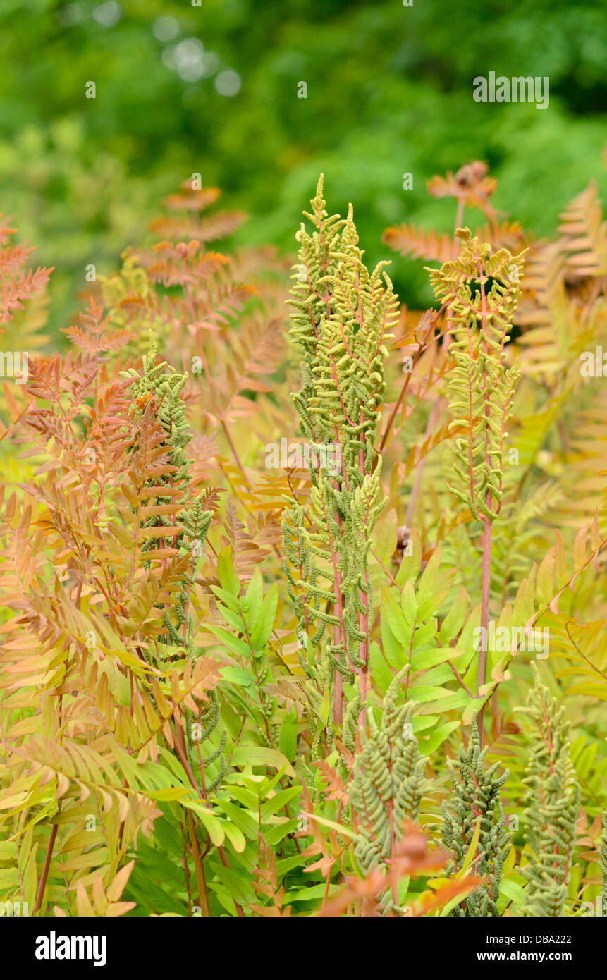 Royal fern (Osmunda regalis) mit fruchtbaren Wedel Stockfoto