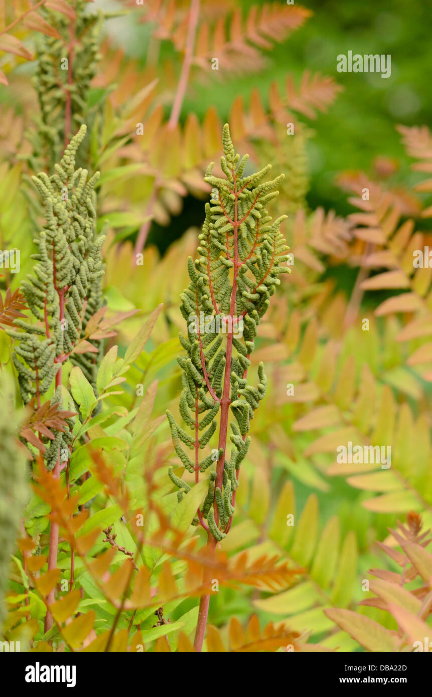 Royal fern (Osmunda regalis) mit fruchtbaren Wedel Stockfoto