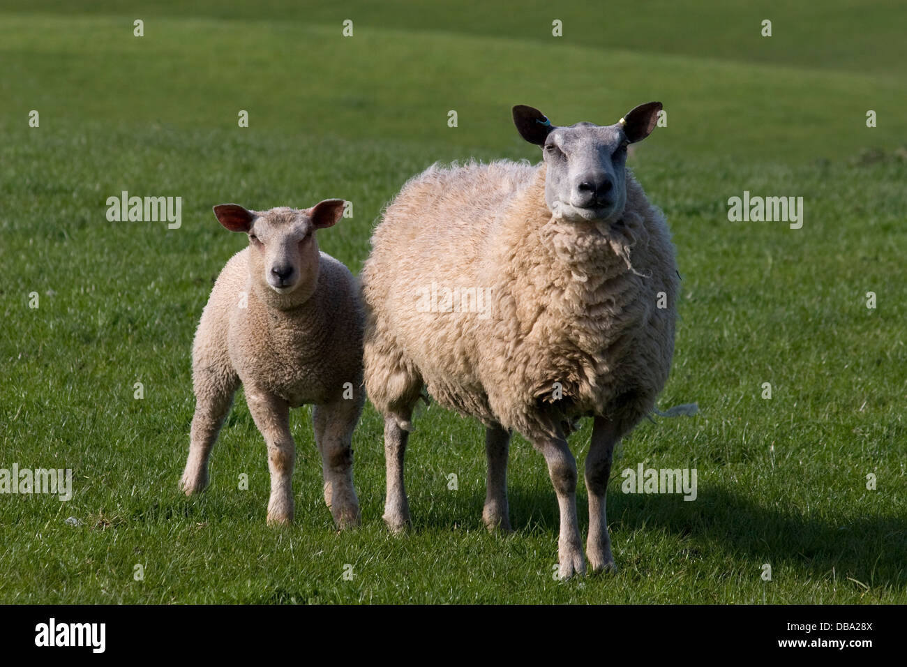 Texel Schaf und Lamm Weiden, Dumfries & Galloway, Schottland Stockfoto